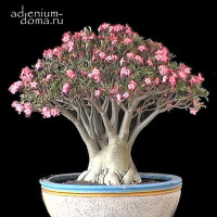 Image of ADENIUM ARABICUM