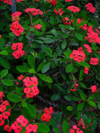 Image of euphorbia milii