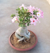 Image of membuat bonsai adenium